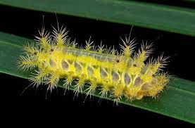 9 Different Types Of Caterpillars Caterpillar Type Different Types