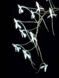 Image result for Angraecopsis parviflora