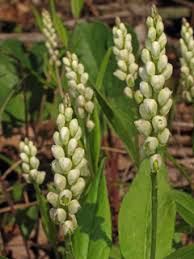 Image result for Polygala senensis