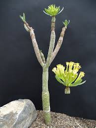 Image result for Kleinia sp.no.1