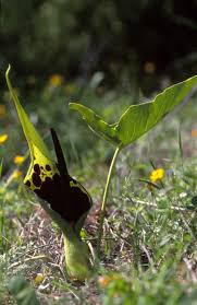 Image result for Stylochaeton borumensis