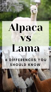 Alpaca Vs Lama Differences In 2020 Alpaca Vs Llama Llama Animals