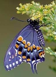 Mariposa Azul Mariposas Lindas Mariposas Bellas Mariposas Reales