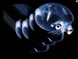 Seffaf Murekkep Baligi Guney Yarimkure Okyanuslarinda Bulunan Cam Murekkep Baligi Teuthowenia Pellucida Suda Yasayan Kirpi Gibi Top Sekli Fish Pet Pets Aqua