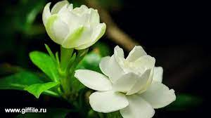 Natureza Mar Terra Gifs Flores White Jasmine Flower Flowers Jasmine Flower