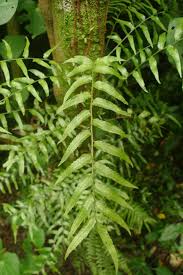 Image result for Eulophia tenella