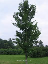 Looking for ginkgo biloba tree. Ginkgo Biloba Pni 2720 Wholesale Nursery Supplies Plant Growers In Oregon Nursery Guide