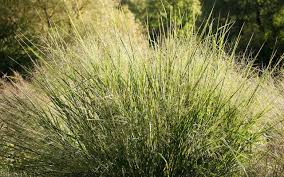 Image result for Panicum pilgeri