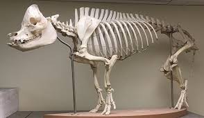 Object Of The Week Domestic Pig Skeleton When