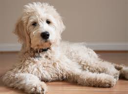 Find a goldendoodle puppy from reputable breeders near you in kentucky. Goldendoodle Puppies And Cockapoo Puppies In Virginia By Carriage House Premium Goldendoodle Breeder