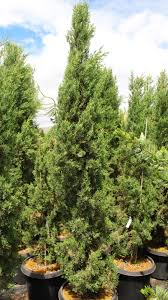 Image result for Cupressus sempervirens