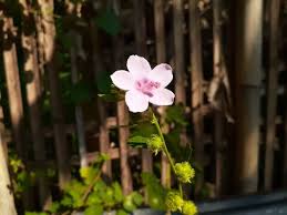 Image result for Urena