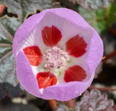 Image result for Spermacoce deserti