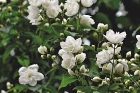 Kumpulan gambar bunga cantik dan indah. 60 Gambar Bunga Cantik Dan Indah Terlengkap Servergambar01 Bunga Menggambar Bunga Bunga Dahlia