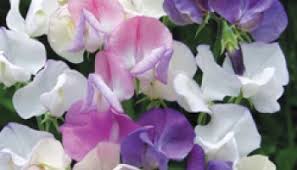 The shrubs that flower at this time shrubs are numerous and varied, with many different flower colours, foliage types and styles of growth. Favourite Scented Plants Voted By Rhs Members Blog At Thompson Morgan