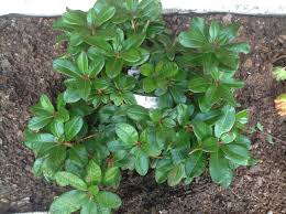 Rhododendron Scarlet Wonder Blir Ca 0 5 M Hog Och Blommar I Maj Med Roda Blommor