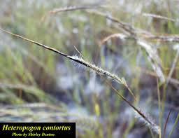 Image result for Heteropogon contortus