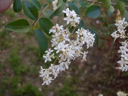 Image result for Ligustrum sinense
