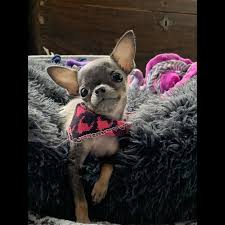Puppy weight calculator summary enter your puppy's age and weight. Dxepk0pmztff7m