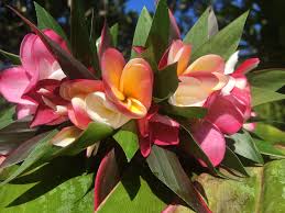 Seamless tropical flower background, in hawaiian style. Tropical Hawaii Flower Arrangements Shipped Nationwide