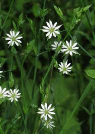 Image result for Stellaria sennii