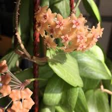 H Fitchii Hoya Flowers Summer Hojya Hoyafitchii Domashnyecvitinnya Domashnyakolekciya Hoyaplant Fitchii Hoyavine