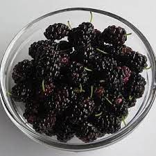 Mulberry Trees And Silkworms