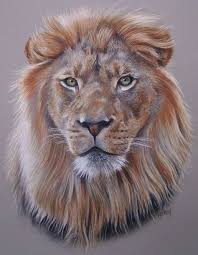 Lion Wetcanvas Color Pencil Art Pastel Portraits Lion Art