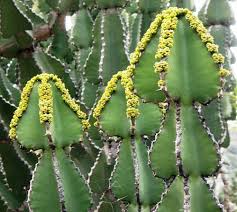 Image result for Euphorbia cooperi