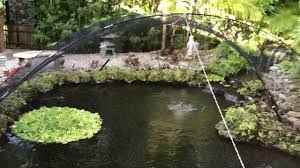 Maybe you would like to learn more about one of these? How To Install A Pond Net To Keep Out Animals Easy Fast And Looks Great Youtube