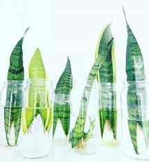 The green and white banded are. Snake Plant Care Guide That Planty Life