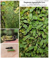 Image result for Hugonia elliptica