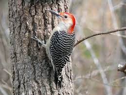 We did not find results for: What Birds Have Red Heads 17 Kinds With Photos What Birds Are In My Backyard