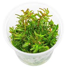Image result for Rotala filiformis