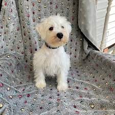 Freedoglistings is the best place to post a purebred or mixed puppy for sale or stud ad. Schnoodle Puppies For Sale Dog Breeders In Raleigh Nc Pierce Schnoodles