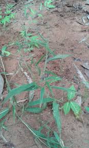 Image result for Urochloa deflexa