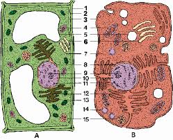 An animal is a living creature such as a dog , lion , or rabbit , rather than a bird,. Cell Definition Of Cell By Merriam Webster