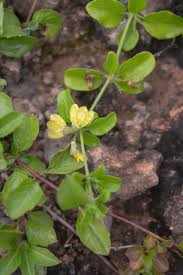 Image result for Justicia rodgersii