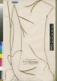 Image result for Andropogon amethystinus