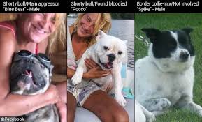 Urso owned three male dogs: Chicago Woman Found Mauled By Her Own Dogs And It Wasn T A French Bulldog Pet Rescue Report