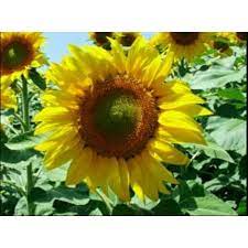 Bunga keluarga kenikir (asteraceae) tampaknya melambangkan pesona matahari. Bunga Jadi Bibit Bunga Matahari Bukan Benih Harga Termurah Shopee Indonesia
