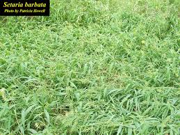 Image result for Setaria homonyma