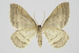 Image result for Mesotype parallelolineata