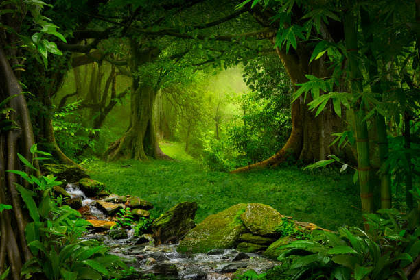 Tropical Jungle Stock Photo - Download Image Now - Forest, Green Color,  Moss - iStock