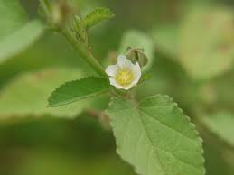 Image result for Sida spinosa