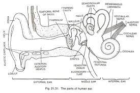 To understand the primary functions of the outer ear, middle ear, inner ear, and auditory portions of the central nervous system; Human Ear Structure And Functions With Diagram