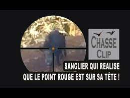 J'ai tiré sans l'ombre d'une hésitation, mais la bête est. Sanglier Qui Realise Que Le Point Rouge Est Sur Sa Tete Ou Pas Youtube