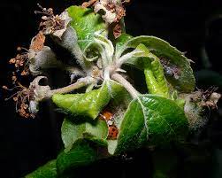 It is important to control plum aphids, as populations can quickly get out of hand and serious infestations drain plant reserves. How To Get Rid Of Apple Aphids