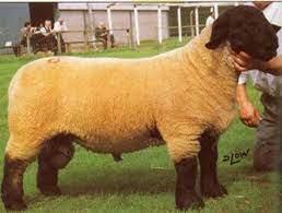 Rase Ovine De Carne Profitabile Agroinfo Ro