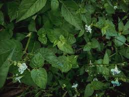 Image result for Asystasia intrusa